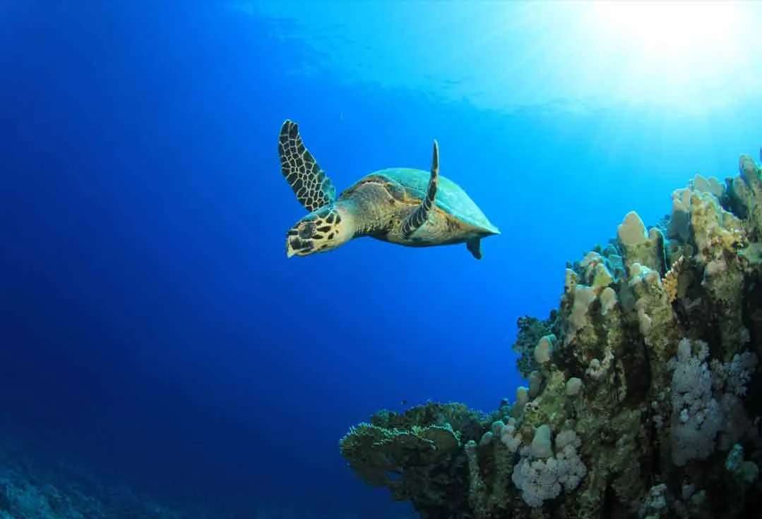 Turtles swim by the Key West Glass Bottom Boat