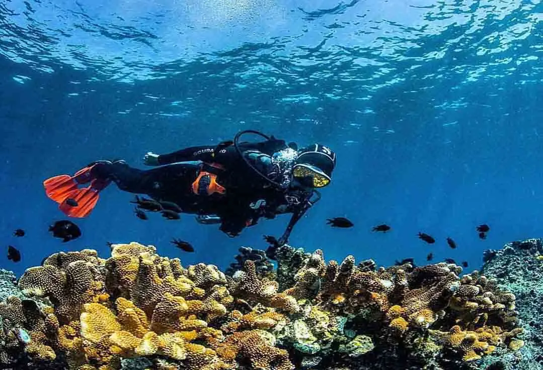 Man Scuba dives during a Key West Flats Fishing Trip