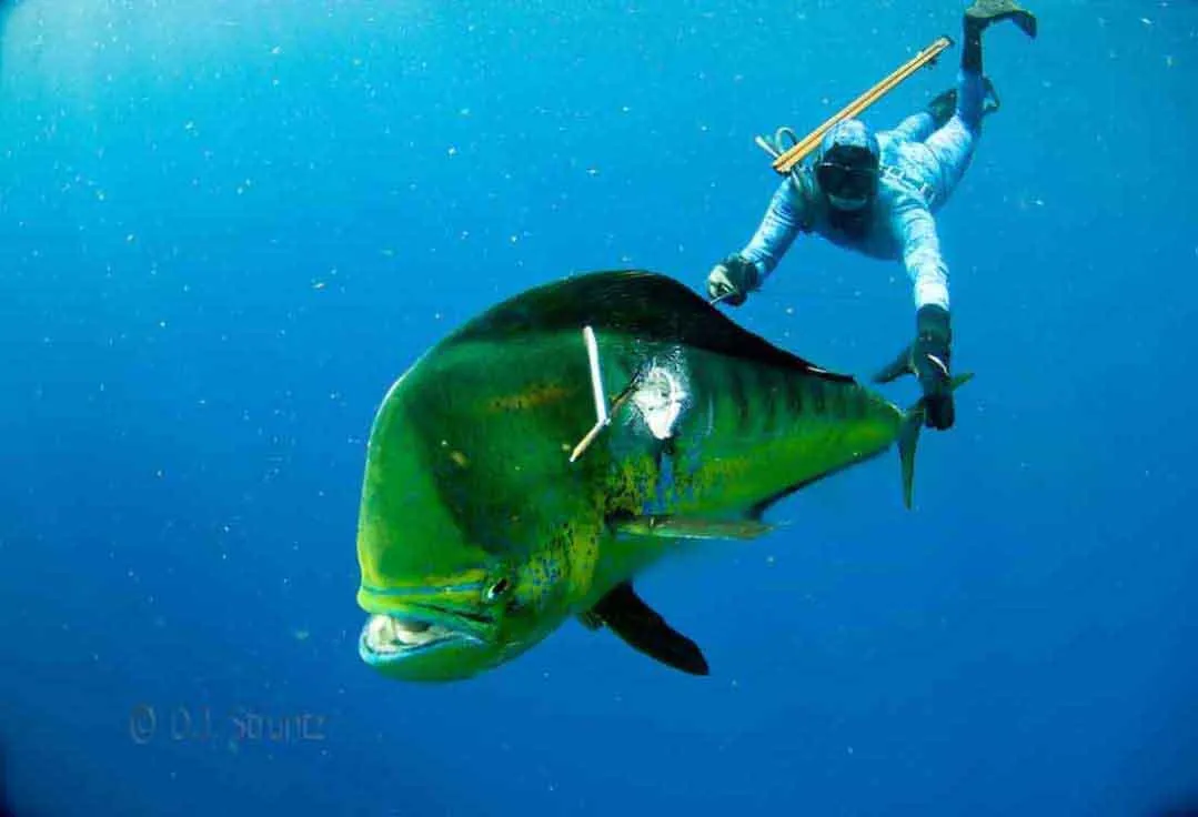 Man spearfishing for Mahi Mahi with Key West Fishing Charters