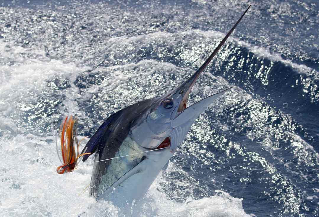 Marlin leaps during fight with Key West Fishing Charters