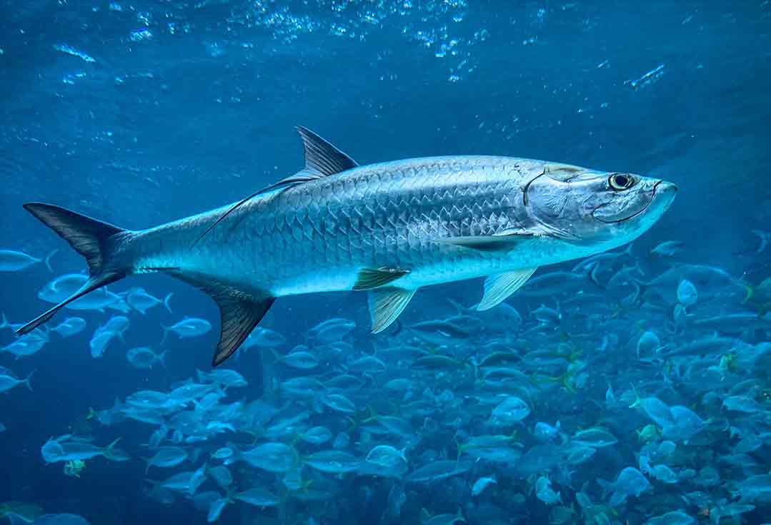 Tarpons swims with key west flats fishing