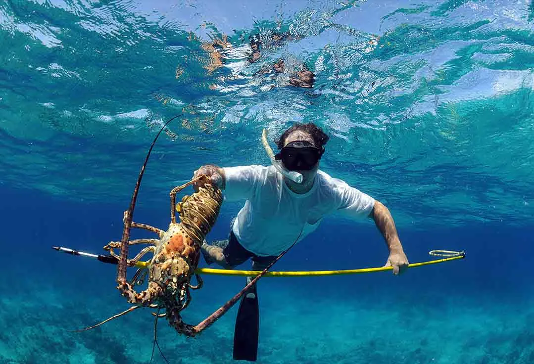 a man spears a lobster with Key West Lobstering Charters