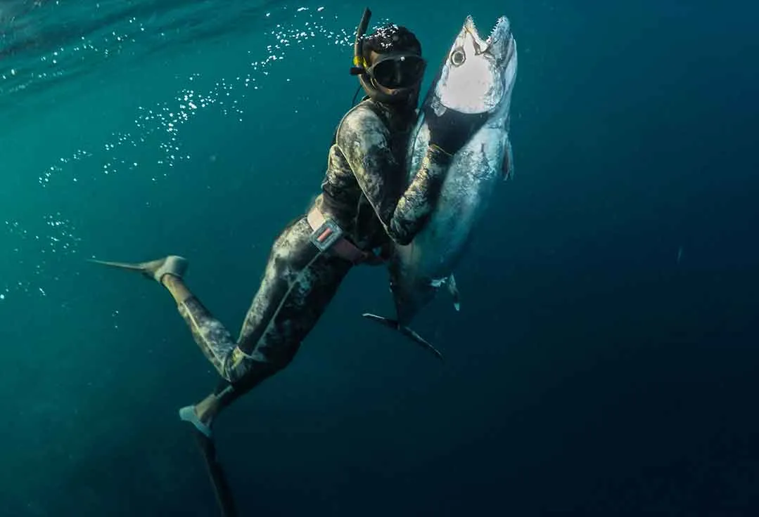 A man swims to surface with key west spearfishing