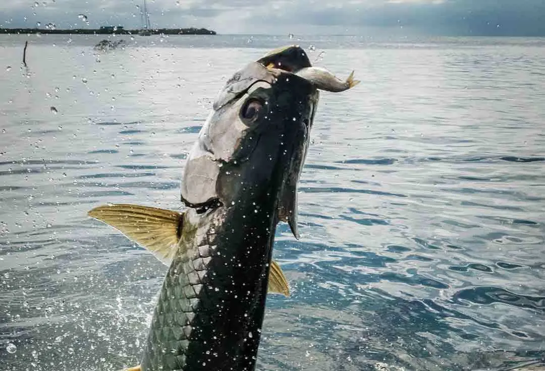 a tarpon jumps during Key West boat charters fishing trip