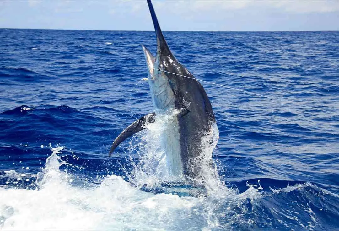Marlin jumps during a Key West deep sea Fishing ride
