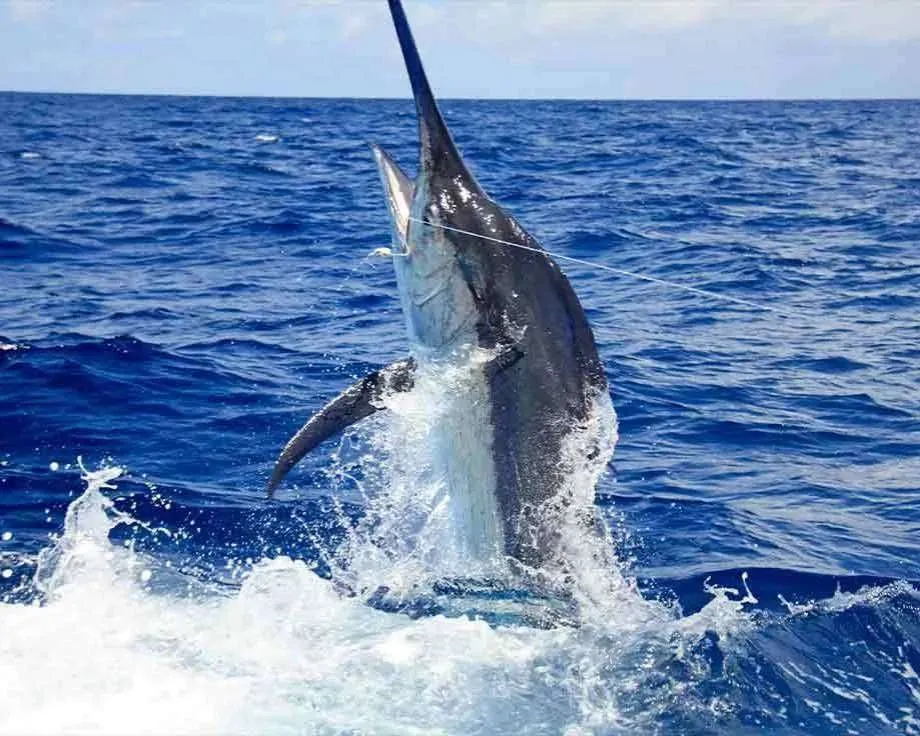 Marlin jumping during a Stay on a boat in Key West offshore fishing trip