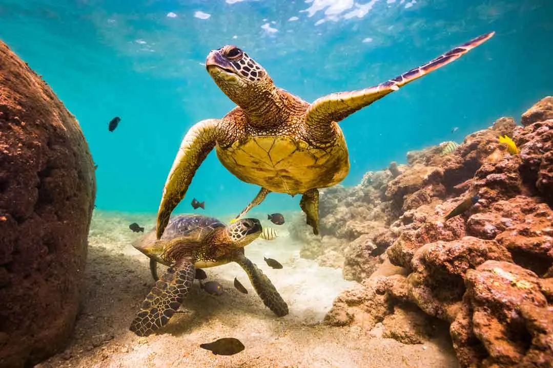 Turtle family swims during a Key West Snorkeling trip.